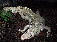 Albino Alligator at Louisville Zoo