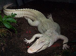 Albino Alligator at Louisville Zoo