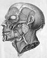 Albrecht von Haller icones anatomicae head
