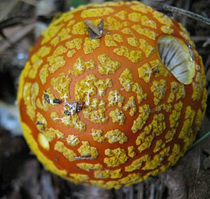 Amanita flavoconia 50403