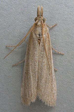 Anerastia lotella, Dyffryn, North Wales, June 2007 (20184873891).jpg