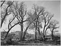 Ansel Adams - National Archives 79-AA-Q04