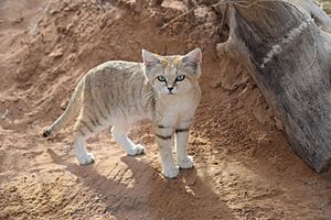 Arabian Sand Cat - Felis Margarita