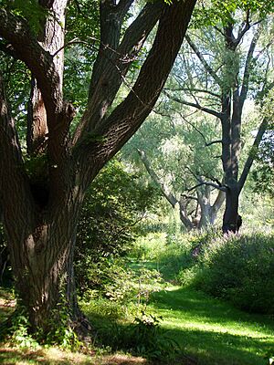 Arnold Arboretum - Aug 2005 (c)