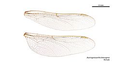 Austrogynacantha heterogena female wings (34927915861)