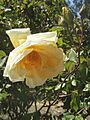 BL Linton Gold 20-10-2013 0037