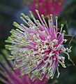 B cuneata gnangarra 20
