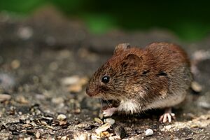 Bank Vole - geograph.org.uk - 6888623