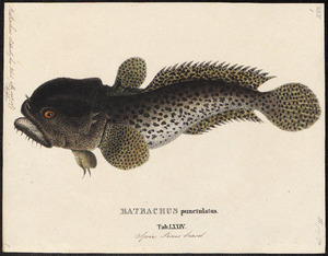 Batrachus didactylus - 1700-1880 - Print - Iconographia Zoologica - Special Collections University of Amsterdam - UBA01 IZ13600177.tif