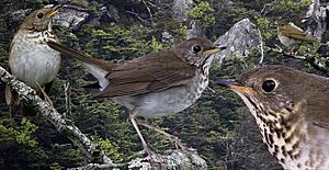 Bicknells Thrush From The Crossley ID Guide Eastern Birds.jpg