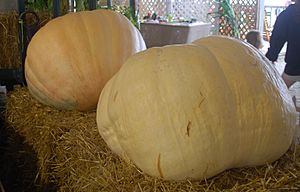 Big Max at Dutchess County Fair