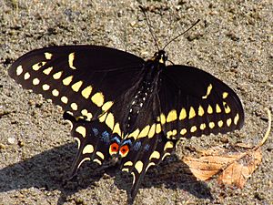 Black Swallowtail, male, Ottawa.jpg