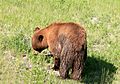 Black bear in yellowstone 3