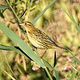 Bobolink (5005306771).jpg