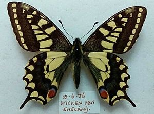 British Swallowtail Wicken Fen
