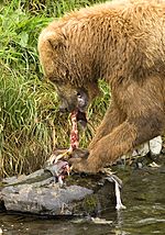 Brown Bear Feeding on Salmon