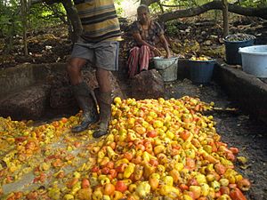 Cashew apples being squashed in Chorao, Goa, India. 03