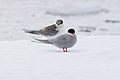 Chick and adult Antarctic tern