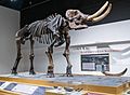 Cohoes Mastodon, New York State Museum