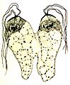 Collodictyon telophase constrict