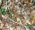 CopperheadInLeavesCU