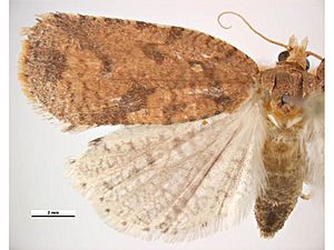 Ctenopseustis herana female.jpg