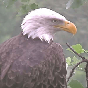Decorah female bald eagle , August 2011