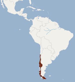Distribution of Myotis chiloensis.png