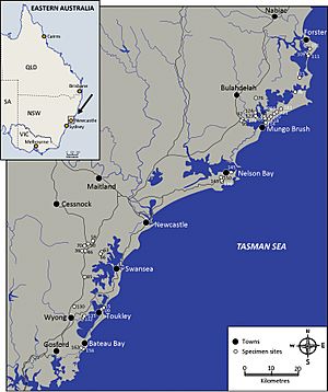 Eastern swamp crayfish (Gramastacus lacus) range map.jpg
