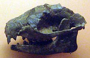 Ectocion Ralstonensis