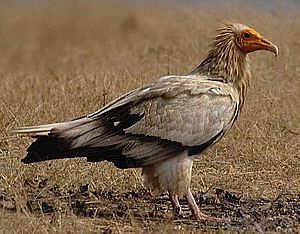 Egyptian vulture 2