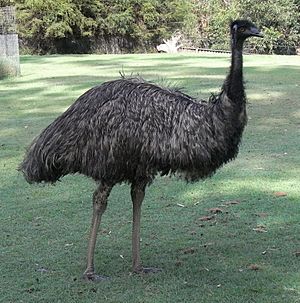 Emu Side