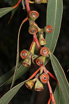 Eucalyptus luehmanniana fruit
