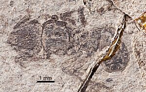 Eulithomyrmex rugosus UCM17019 whole