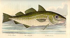 FMIB 33337 Asellus Major; The Cod-Fish