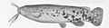 FMIB 51852 Electric Catfish, Torpedo electricus (Gmelin) Congo River