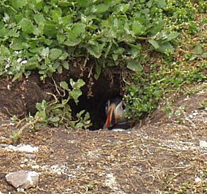 Farne Islands puffin in burrow