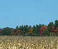 Field and trees in Frankenmuth, Michigan, US