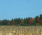 Field and trees in Frankenmuth, Michigan, US