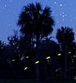 Fireflies, Georgia, US (detail)