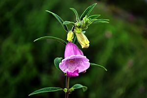 Flower of Sesamum indicum