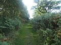 Footpath in Black Heath Forest near Snape - geograph.org.uk - 229422