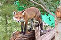 Fox up a tree