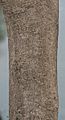 Gmelina arborea bark I IMG 3543