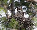Great Horned Owls in Nest