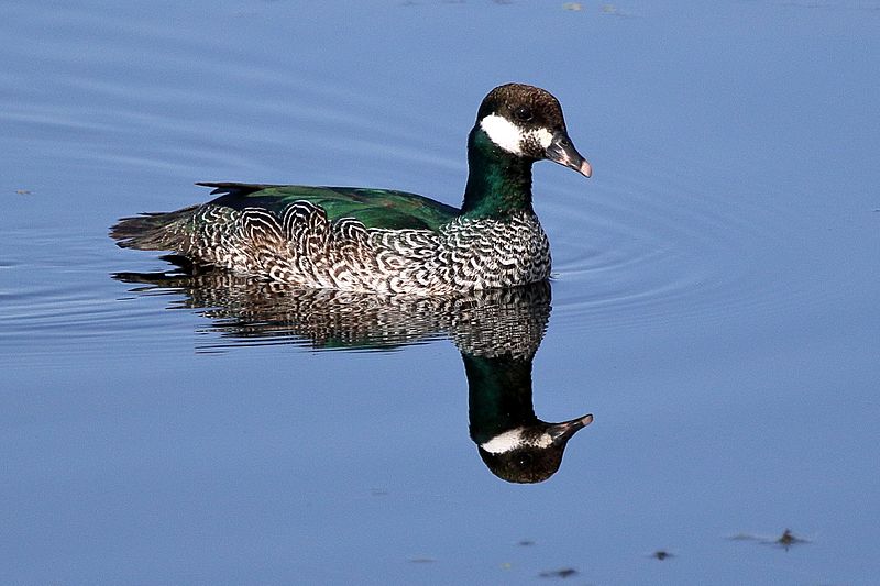 Green Pygmy Goose 3009