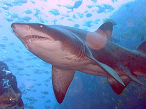 Grey Nurse Shark at Fish Rock Cave, NSW