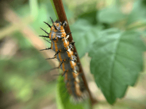 Gulf-fritillary-caterpillar-larva-butterfly-kolten-burkes