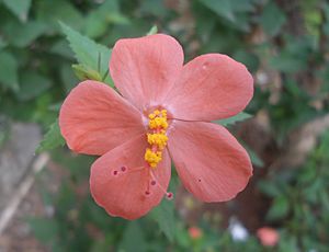Hibiscus hirtus Lesser Mallow flower Yeleswaram EastGodavari