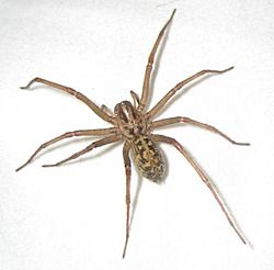 Hobo-spider.jpg